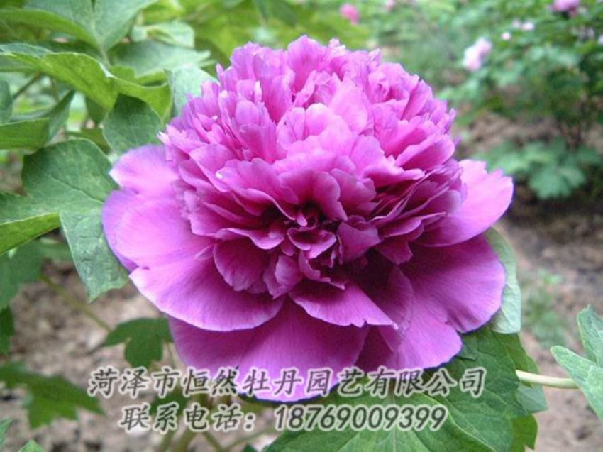 點擊查看詳細信息<br>標題：紫色牡丹 閱讀次數(shù)：1321