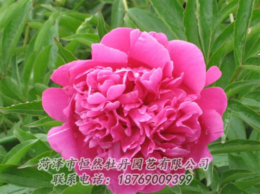 點擊查看詳細信息<br>標題：永生紅 閱讀次數：1057