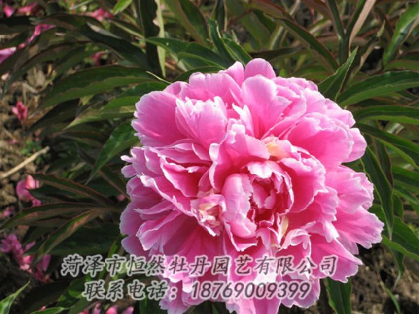 點擊查看詳細信息<br>標題：西施紅妝 閱讀次數：1058