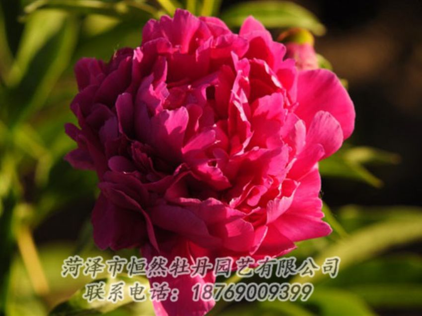 點擊查看詳細信息<br>標題：老來紅 閱讀次數：1001