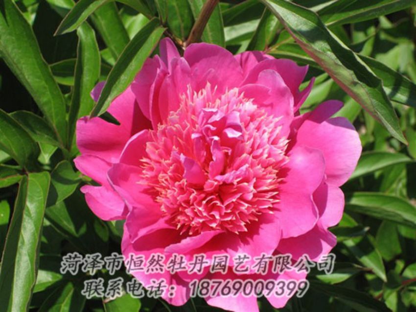 點擊查看詳細(xì)信息<br>標(biāo)題：紅繡球 閱讀次數(shù)：1039