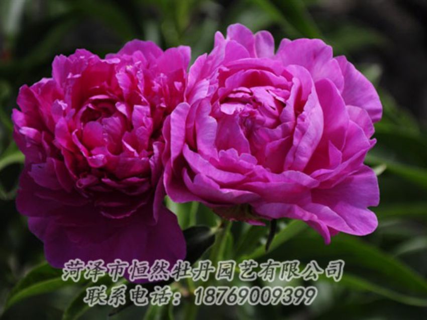 點擊查看詳細(xì)信息<br>標(biāo)題：紅玫瑰 閱讀次數(shù)：988
