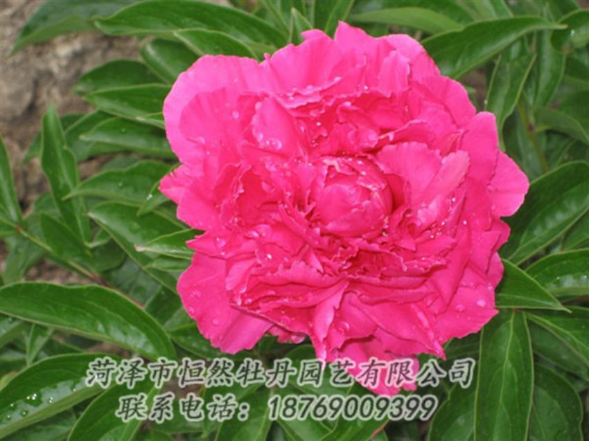 點擊查看詳細(xì)信息<br>標(biāo)題：紅冠芳 閱讀次數(shù)：1065