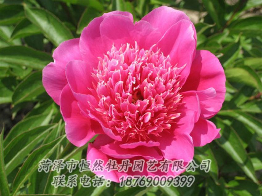點擊查看詳細信息<br>標題：紅繡球 閱讀次數：1028