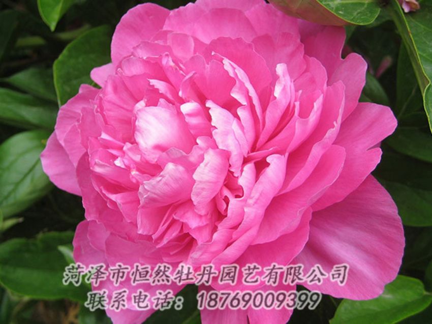 點(diǎn)擊查看詳細(xì)信息<br>標(biāo)題：紅色芍藥 閱讀次數(shù)：1078