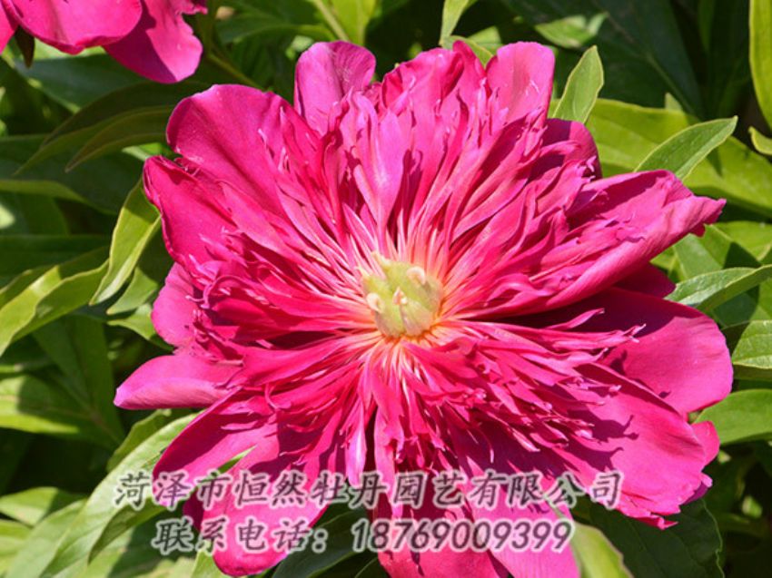點(diǎn)擊查看詳細(xì)信息<br>標(biāo)題：紅色芍藥 閱讀次數(shù)：1132