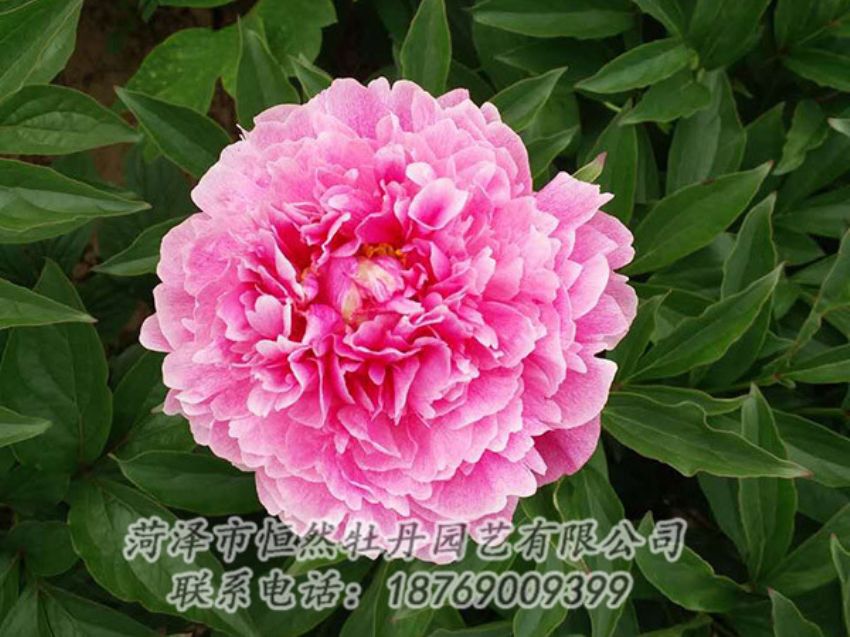 點(diǎn)擊查看詳細(xì)信息<br>標(biāo)題：紅色芍藥 閱讀次數(shù)：1227