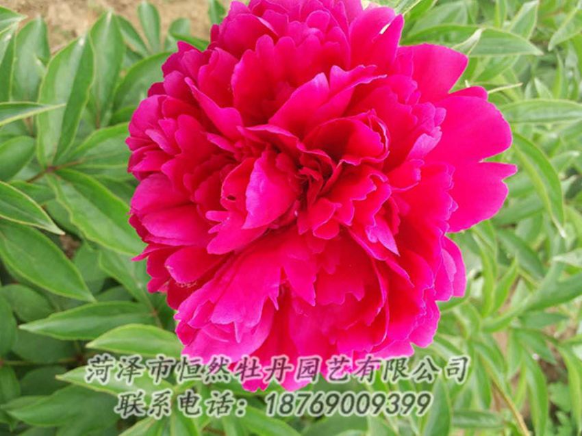 點(diǎn)擊查看詳細(xì)信息<br>標(biāo)題：紅色芍藥 閱讀次數(shù)：1269