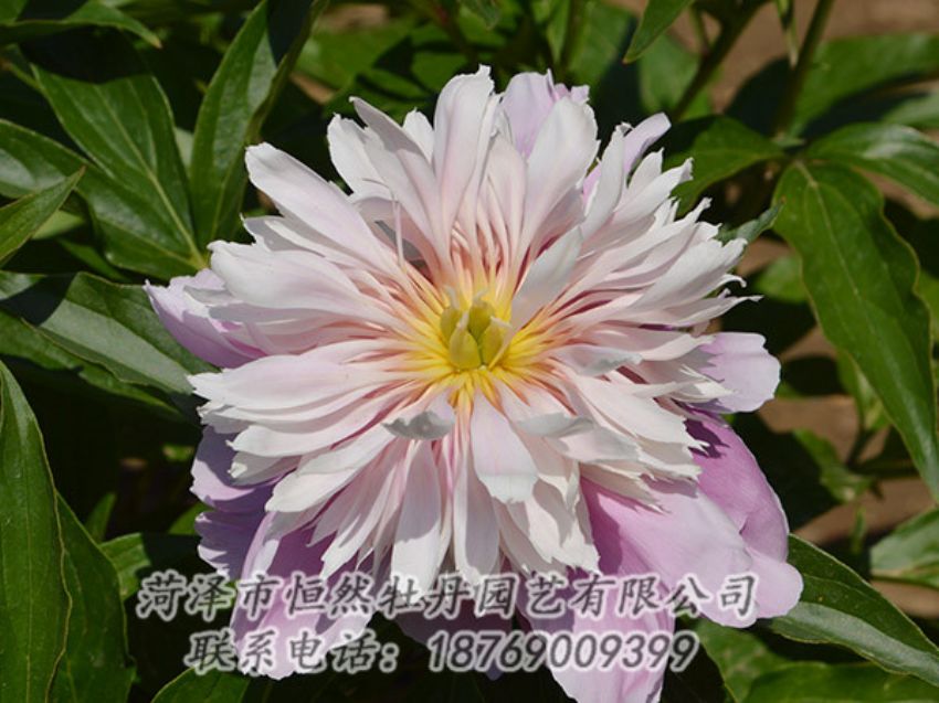 點擊查看詳細信息<br>標題：粉色芍藥 閱讀次數(shù)：1315