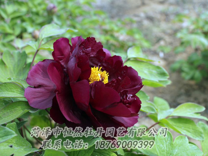 點擊查看詳細信息<br>標題：黑色牡丹 閱讀次數(shù)：1177