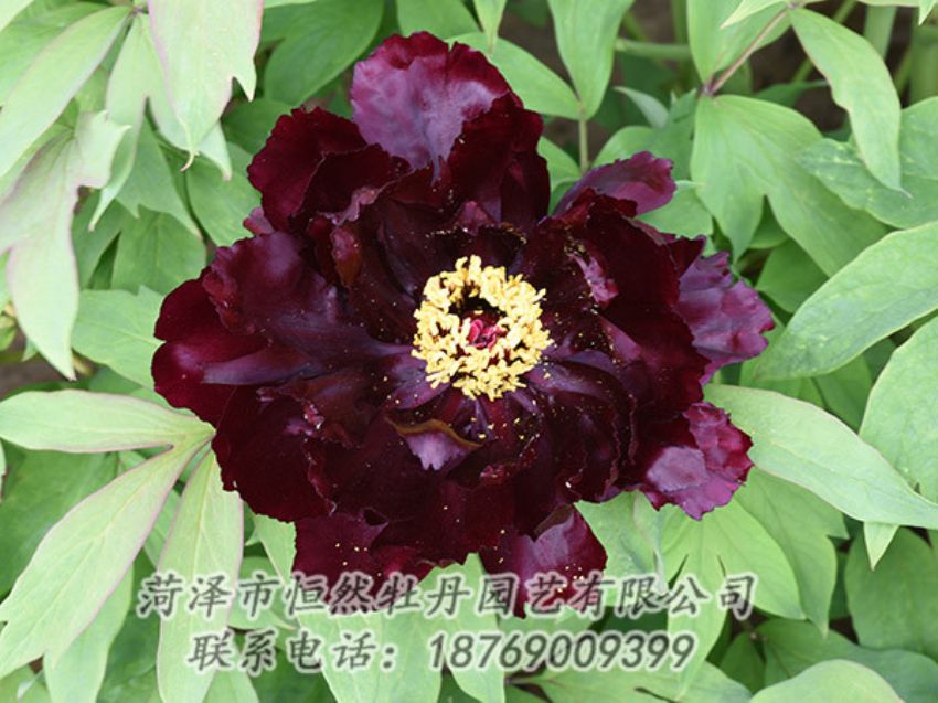 點擊查看詳細信息<br>標題：黑色牡丹 閱讀次數(shù)：1347