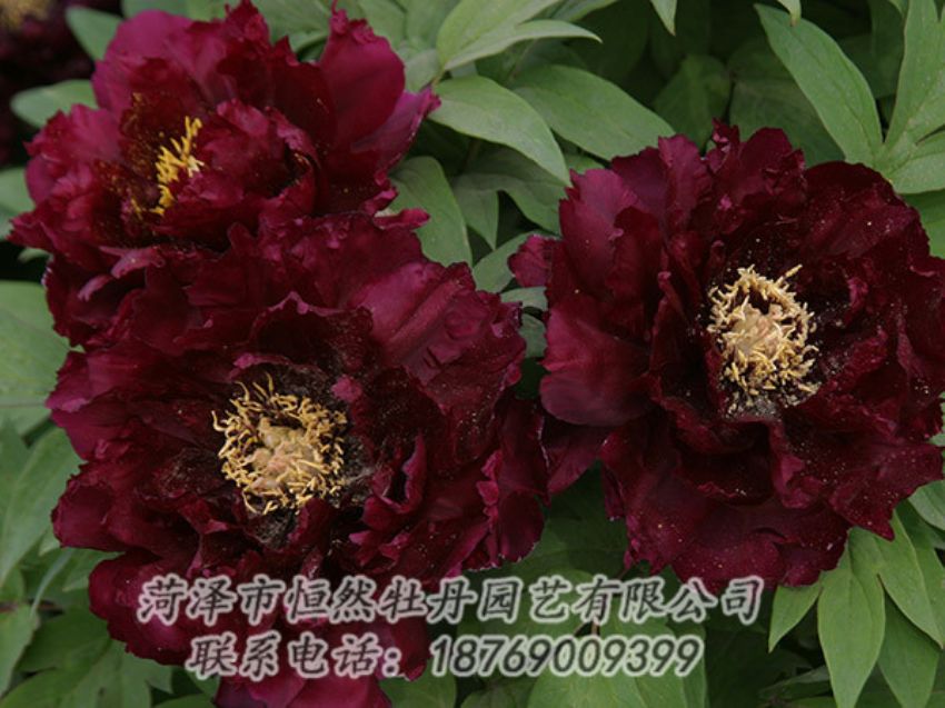 點擊查看詳細信息<br>標題：黑色牡丹 閱讀次數(shù)：1186