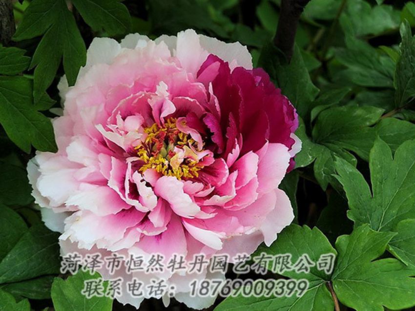 點(diǎn)擊查看詳細(xì)信息<br>標(biāo)題：復(fù)色牡丹 閱讀次數(shù)：1272