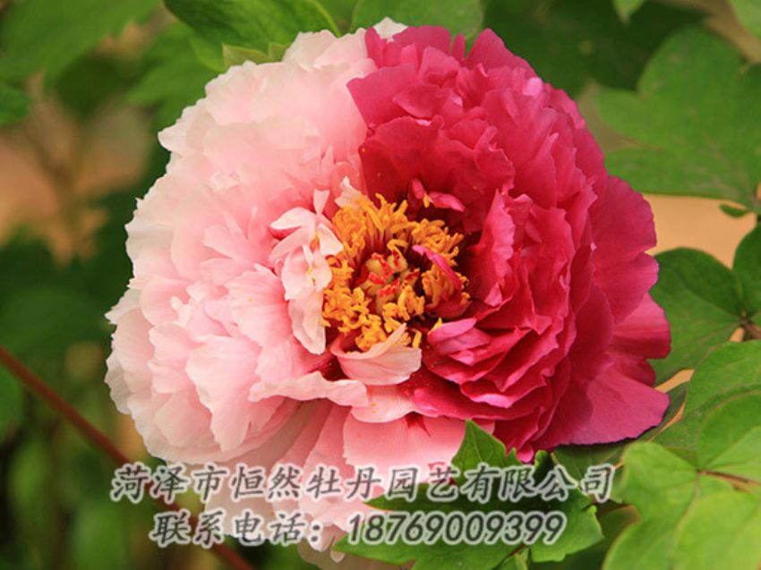 點(diǎn)擊查看詳細(xì)信息<br>標(biāo)題：復(fù)色牡丹 閱讀次數(shù)：1340