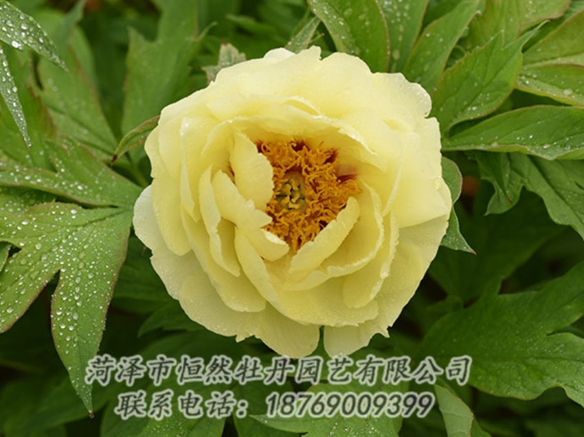 點擊查看詳細信息<br>標題：黃色牡丹 閱讀次數(shù)：1148