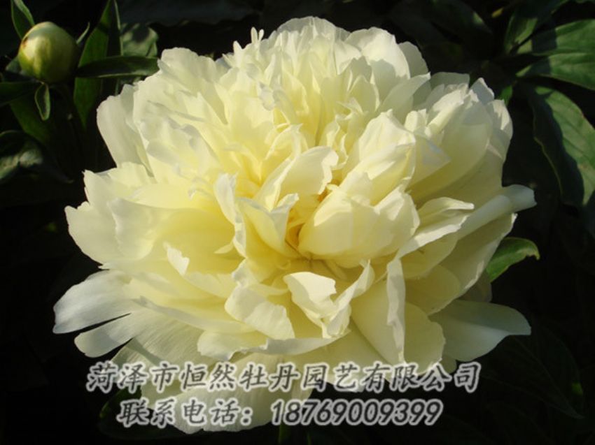 點擊查看詳細信息<br>標題：黃色牡丹 閱讀次數(shù)：1102