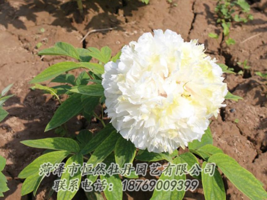 點(diǎn)擊查看詳細(xì)信息<br>標(biāo)題：白色牡丹 閱讀次數(shù)：1235