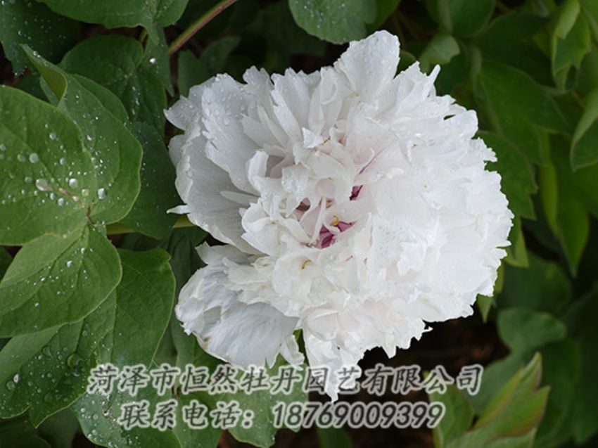 點(diǎn)擊查看詳細(xì)信息<br>標(biāo)題：白色牡丹 閱讀次數(shù)：1202