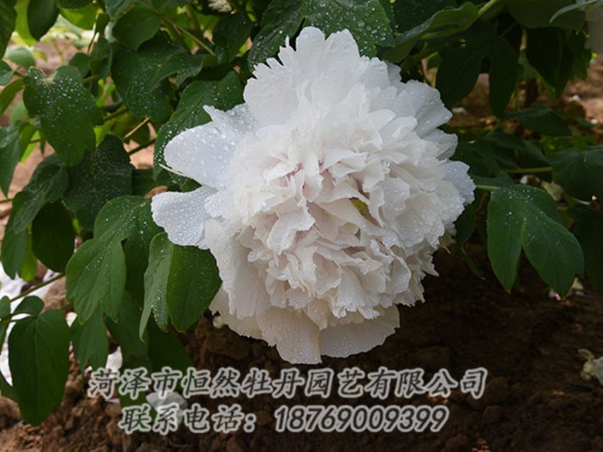 點(diǎn)擊查看詳細(xì)信息<br>標(biāo)題：白色牡丹 閱讀次數(shù)：1180