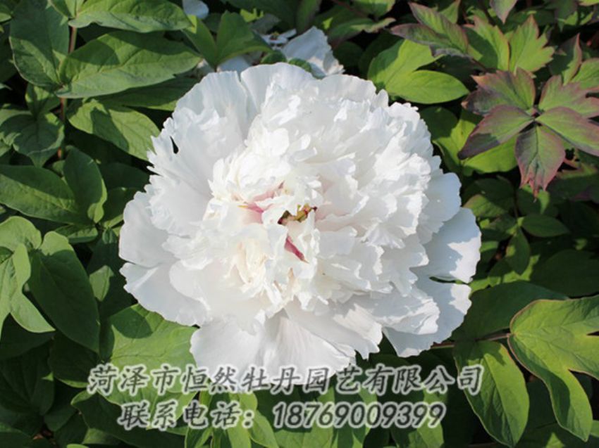 點(diǎn)擊查看詳細(xì)信息<br>標(biāo)題：白色牡丹 閱讀次數(shù)：1334