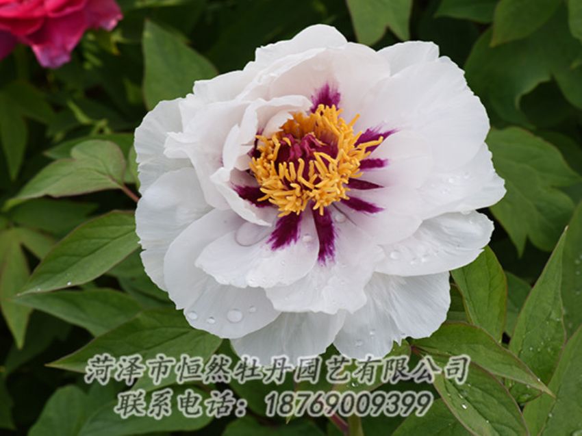 點(diǎn)擊查看詳細(xì)信息<br>標(biāo)題：白色牡丹 閱讀次數(shù)：1236