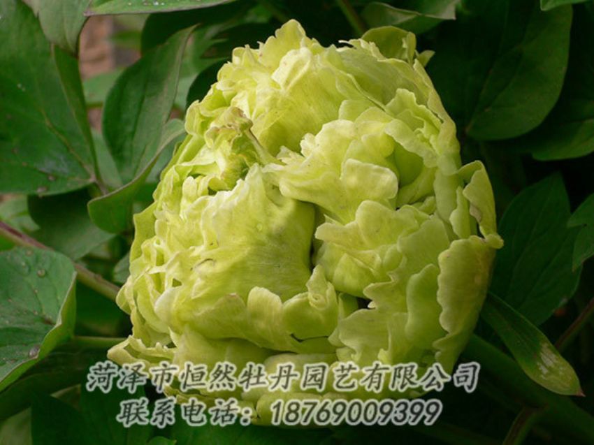 點擊查看詳細信息<br>標題：綠色牡丹 閱讀次數(shù)：1281