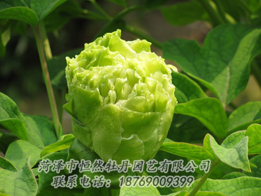點擊查看詳細信息<br>標題：綠色牡丹 閱讀次數(shù)：1315
