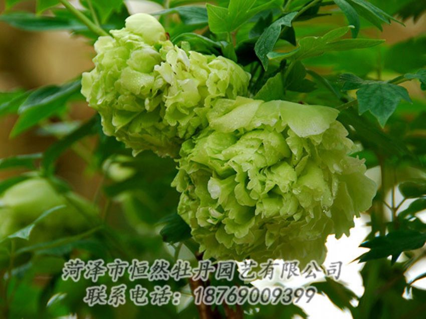點擊查看詳細信息<br>標題：綠色牡丹 閱讀次數(shù)：1298