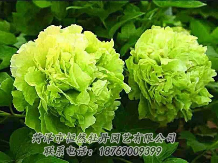 點擊查看詳細信息<br>標題：綠色牡丹 閱讀次數(shù)：1396