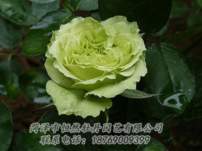 點擊查看詳細信息<br>標題：綠色牡丹 閱讀次數(shù)：1315