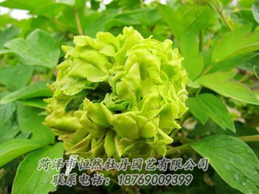 點擊查看詳細信息<br>標題：綠色牡丹 閱讀次數(shù)：1321