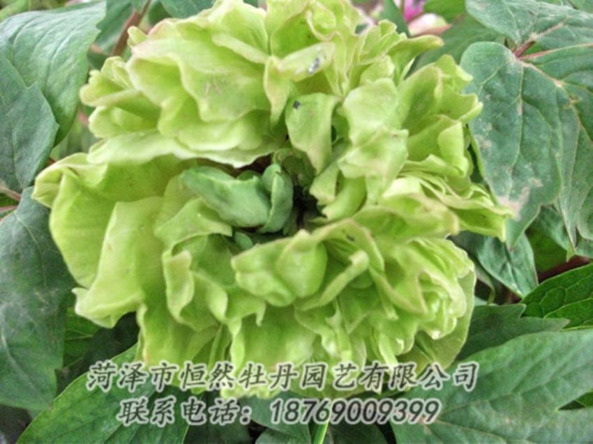 點擊查看詳細信息<br>標題：綠色牡丹 閱讀次數(shù)：1403