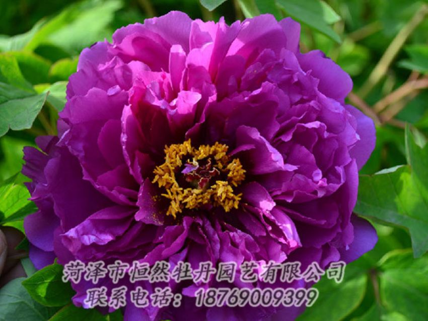 點擊查看詳細信息<br>標題：紫色牡丹 閱讀次數(shù)：1486