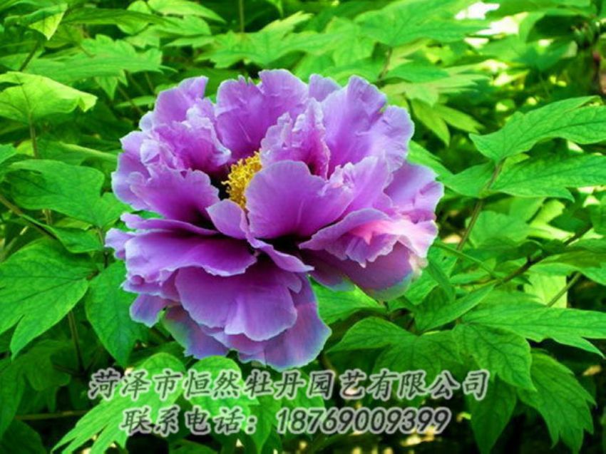 點擊查看詳細信息<br>標題：紫色牡丹 閱讀次數(shù)：1384