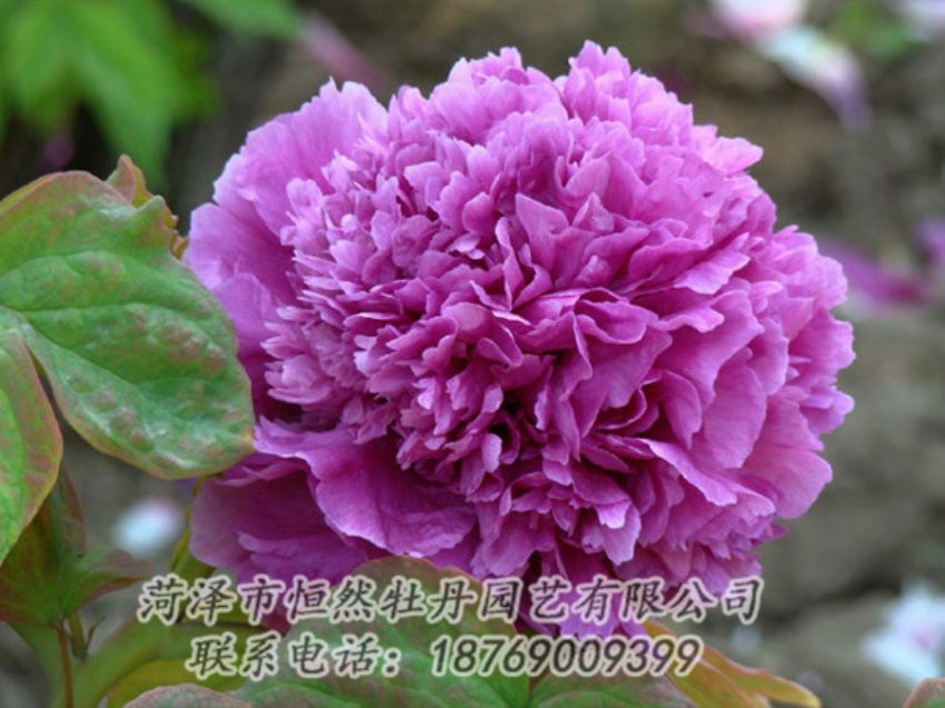 點擊查看詳細信息<br>標題：紫色牡丹 閱讀次數(shù)：1847
