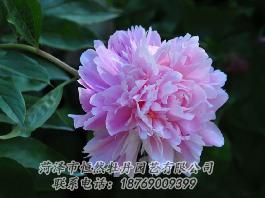點擊查看詳細信息<br>標題：紫色牡丹 閱讀次數(shù)：1861