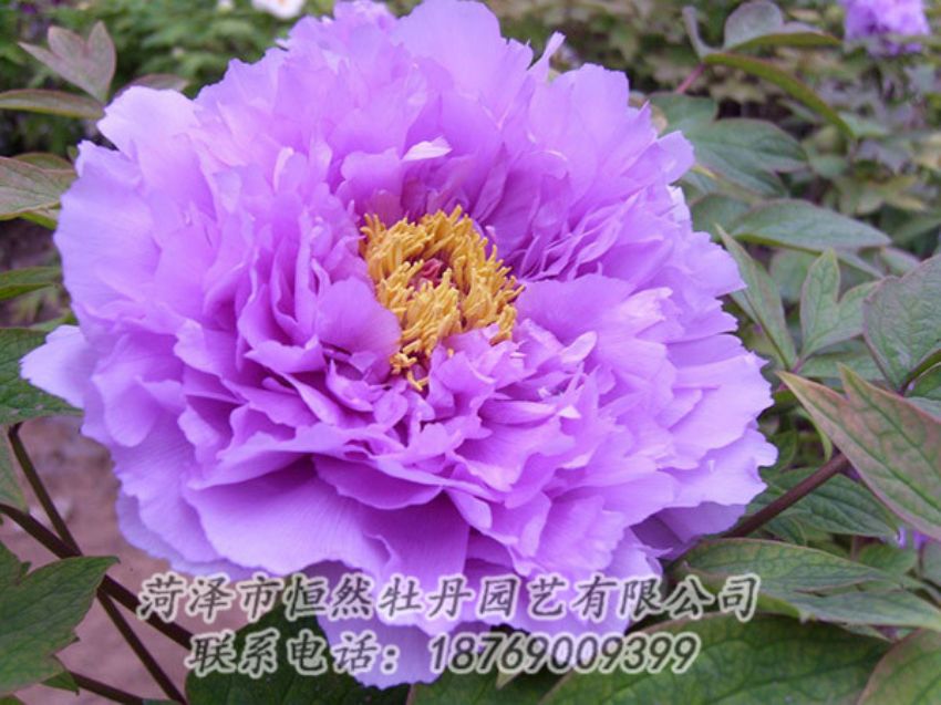 點擊查看詳細信息<br>標題：紫色牡丹 閱讀次數(shù)：1941