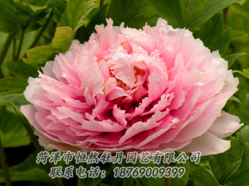 點(diǎn)擊查看詳細(xì)信息<br>標(biāo)題：粉色牡丹 閱讀次數(shù)：2010