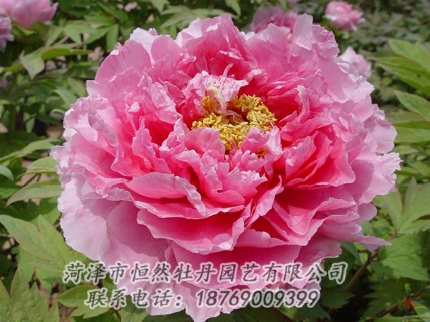 點(diǎn)擊查看詳細(xì)信息<br>標(biāo)題：粉色牡丹 閱讀次數(shù)：1979