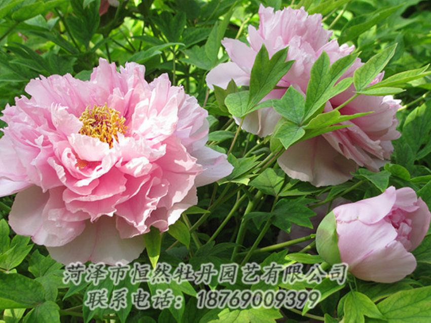 點(diǎn)擊查看詳細(xì)信息<br>標(biāo)題：粉色牡丹 閱讀次數(shù)：1895