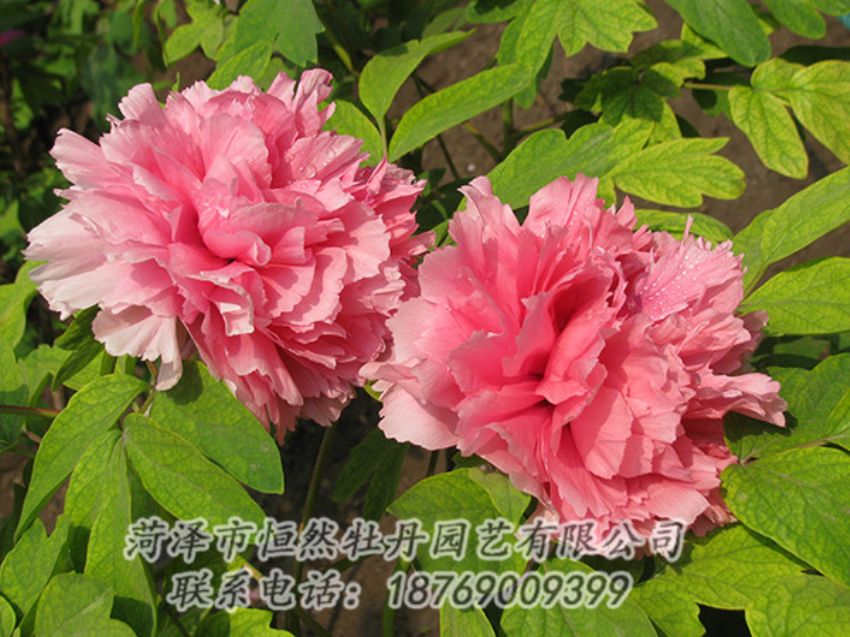點(diǎn)擊查看詳細(xì)信息<br>標(biāo)題：粉色牡丹 閱讀次數(shù)：1860