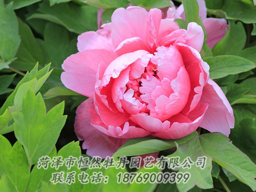 點(diǎn)擊查看詳細(xì)信息<br>標(biāo)題：粉色牡丹 閱讀次數(shù)：1816