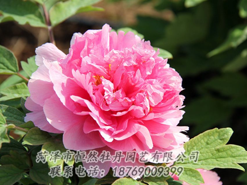 點(diǎn)擊查看詳細(xì)信息<br>標(biāo)題：粉色牡丹 閱讀次數(shù)：1848