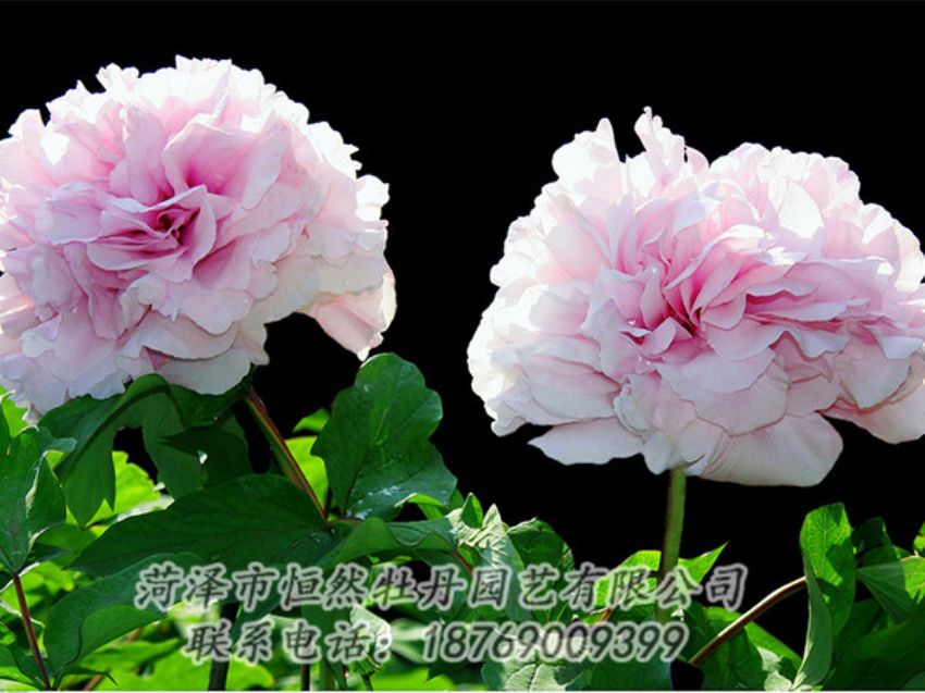 點(diǎn)擊查看詳細(xì)信息<br>標(biāo)題：粉色牡丹 閱讀次數(shù)：1897