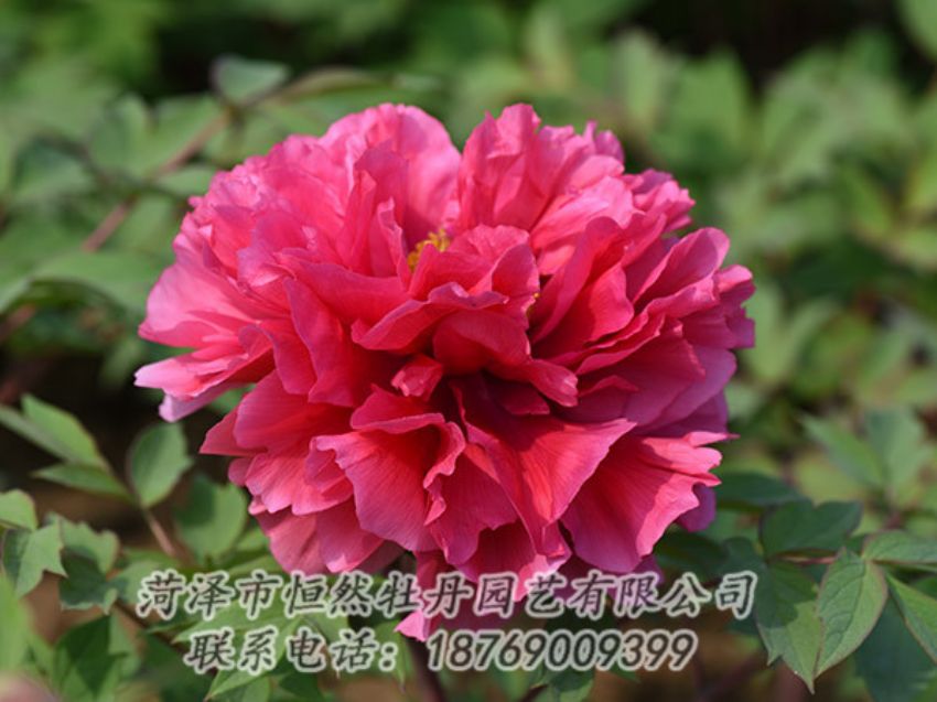 點擊查看詳細信息<br>標(biāo)題：紅色牡丹 閱讀次數(shù)：1959