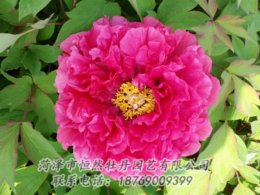 點擊查看詳細信息<br>標(biāo)題：紅色牡丹 閱讀次數(shù)：2076
