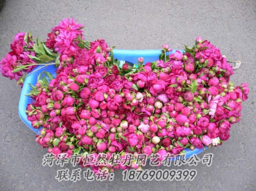 點擊查看詳細(xì)信息<br>標(biāo)題：芍藥切花 閱讀次數(shù)：2019