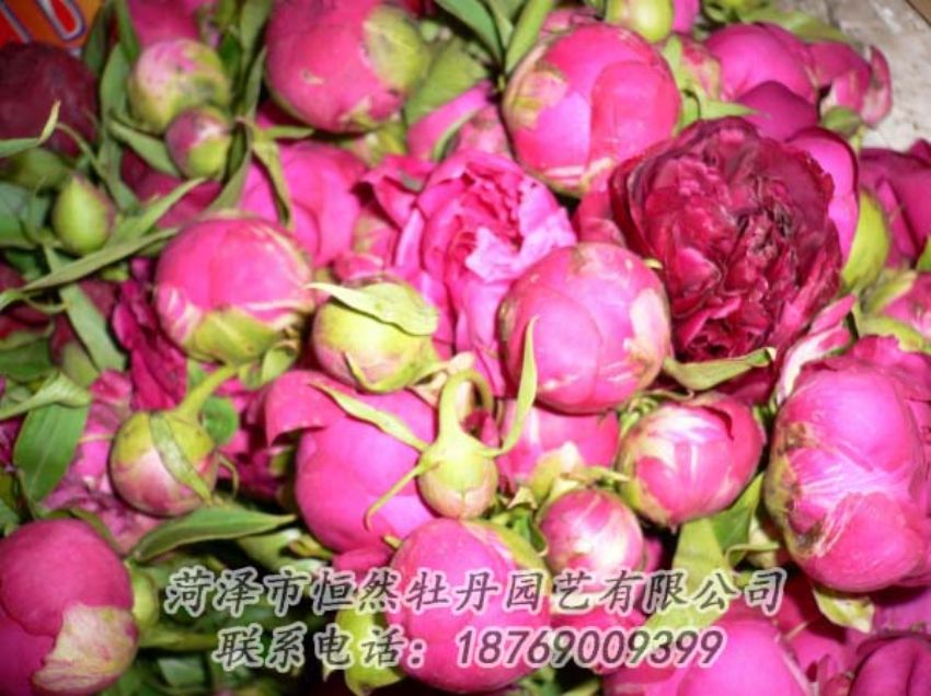 點擊查看詳細(xì)信息<br>標(biāo)題：芍藥切花 閱讀次數(shù)：2032